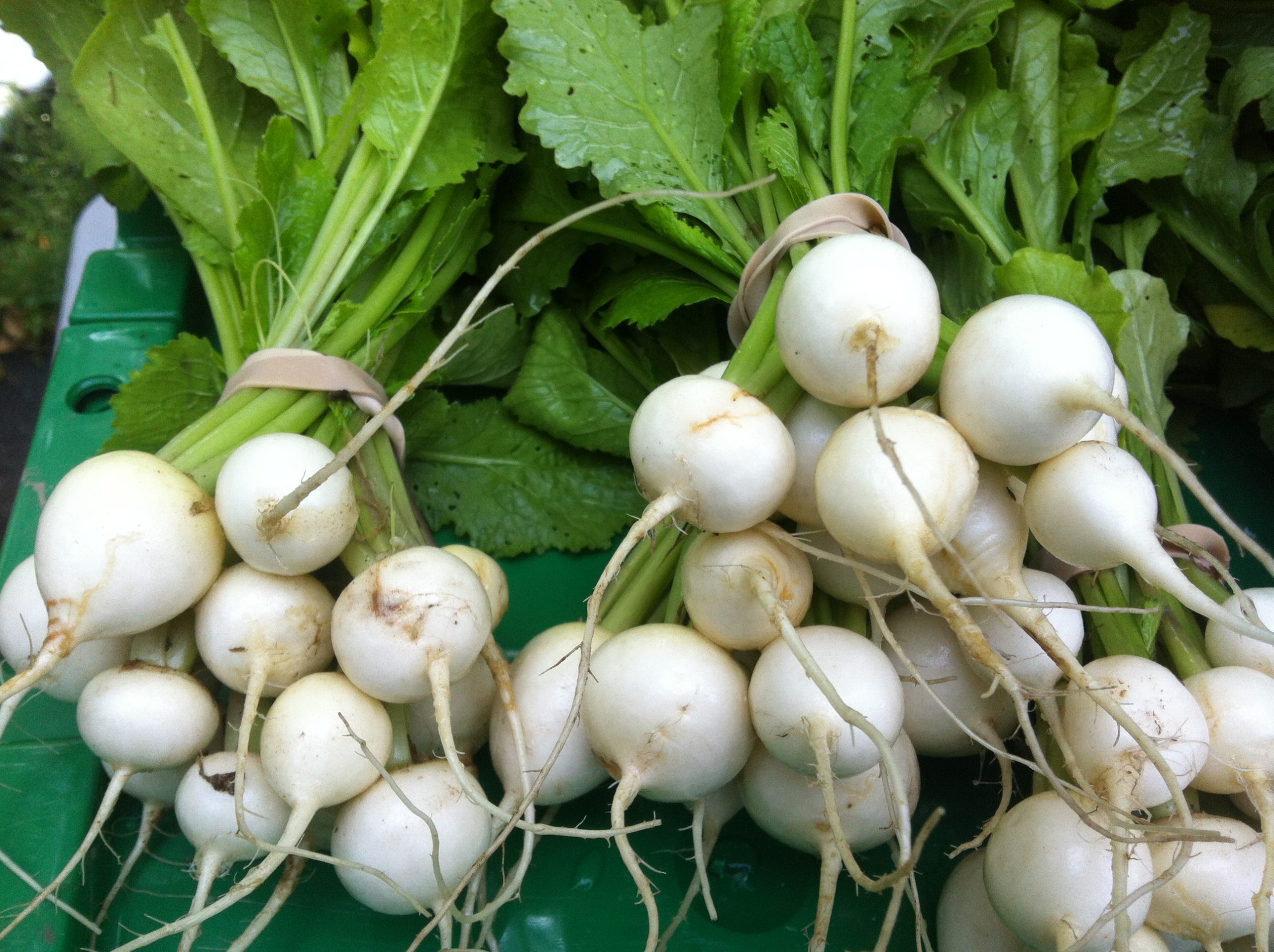 Hakurei Turnips Long Life Farm