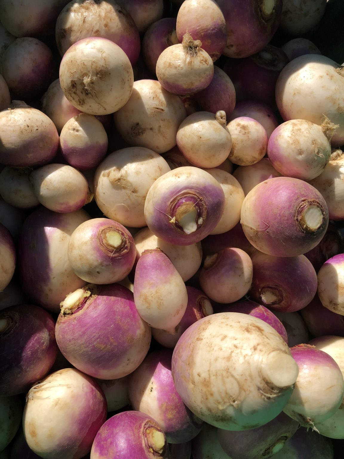 Organic Purple Top Turnips (1 lb) Long Life Farm