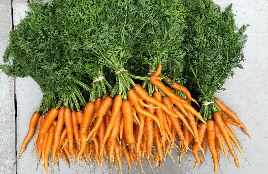 Bunches & bunches of carrots outlets